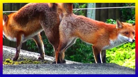 Olx red fox Porn Videos .
